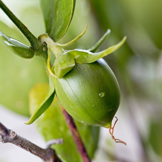 Ulei Purtator JOJOBA ORGANIC (Simmondsia chinensis), FLORIHANA, nerafinat, presat la rece din semințe, hidratant și protector