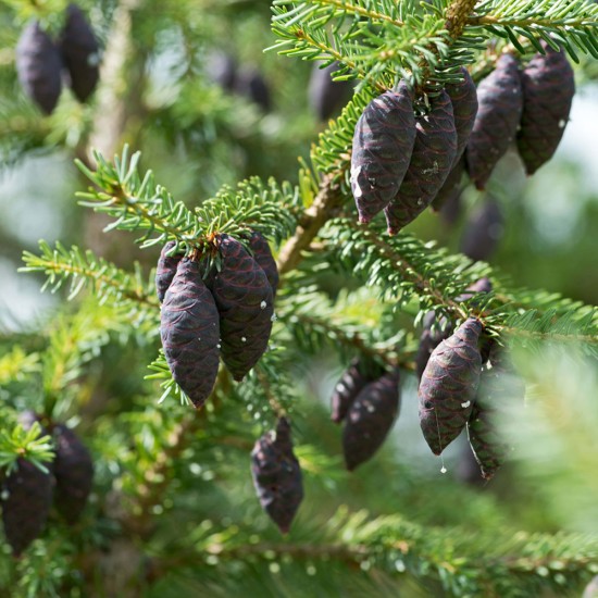 Black Spruce - Molid Negru Organic