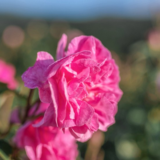 Damask Rose Organic - Apa de trandafir