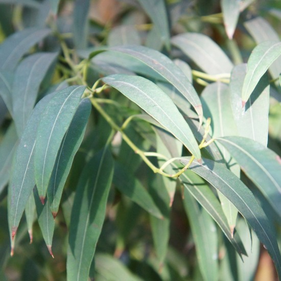 Eucalyptus Radiata Organic,Eucalipt,100% BIO