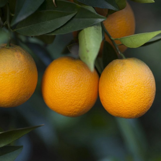 Sweet Orange Organic, Portocala Salbatica, Florihana, Citrus sinensis, aromaflor.ro