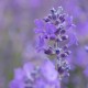 Wild Lavender Vera Organic - Hidrolat